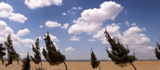 Trees