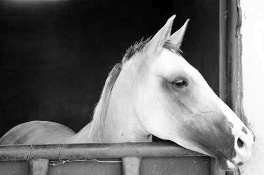 Arabian Horse