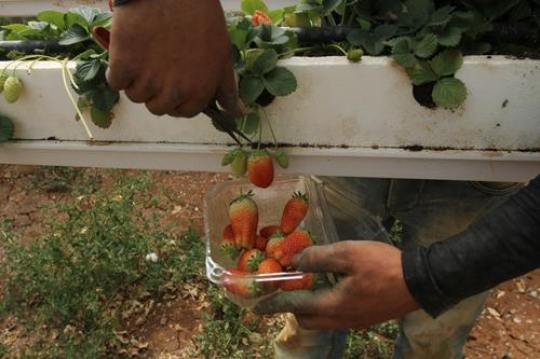 Unripe strawberry 