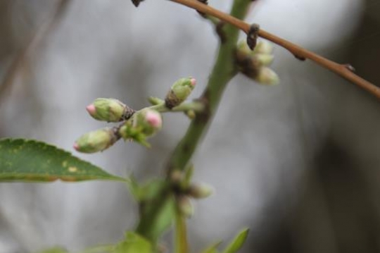 rose bud