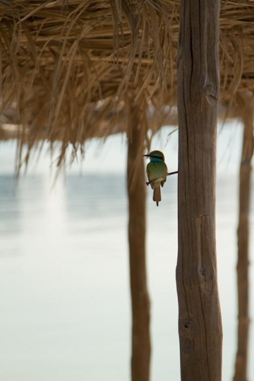 bird on a branch
