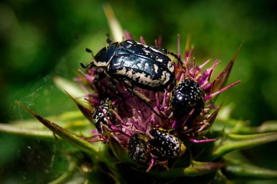 trypocopris vernalis on flower