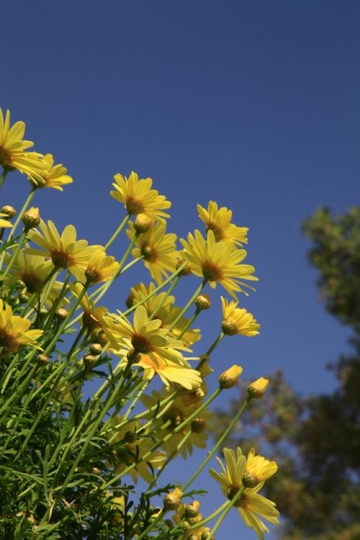 garden with yellow flowers in 