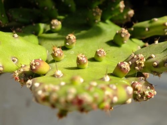 cactusy