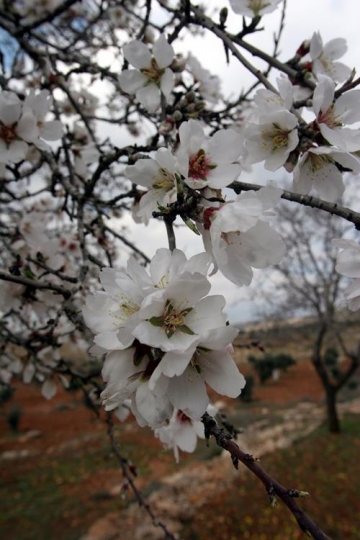almond tree