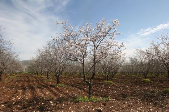 almond tree