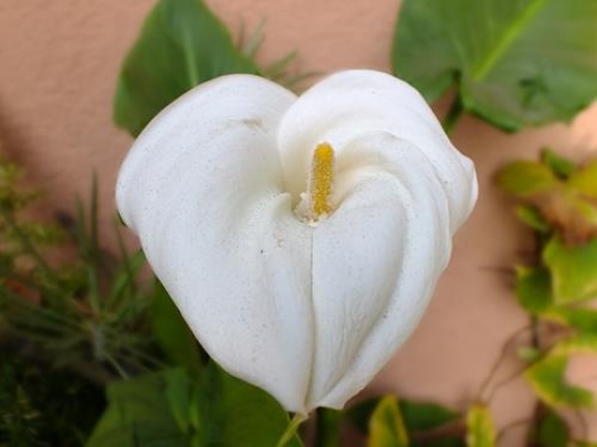 calla lily flower