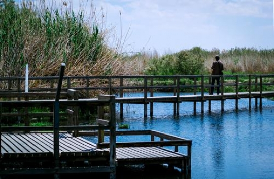Azraq Wetland Reserve