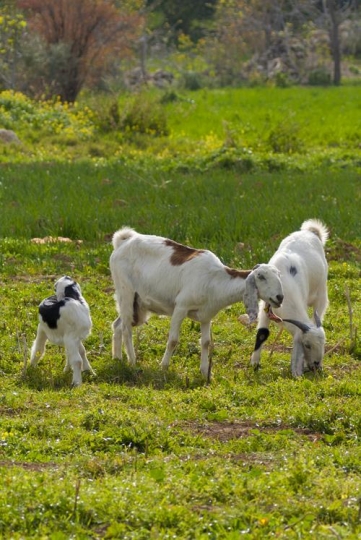 goat in green field 