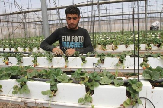 Greenhouse