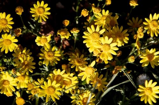 Spring flowers