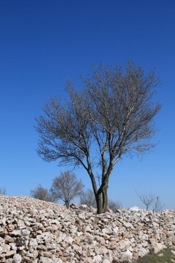 rocks around a tree branches