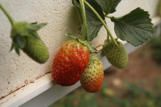 Strawberryy