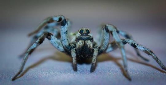 spidery