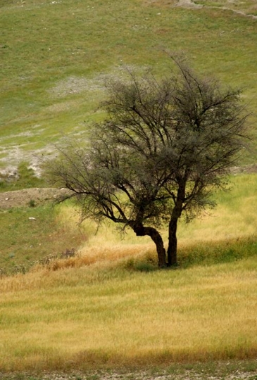 big old tree in the wilderness