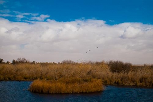 azraq oasis