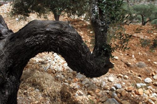 Trunk of olive tree