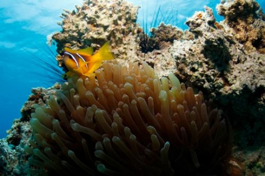 Marine life