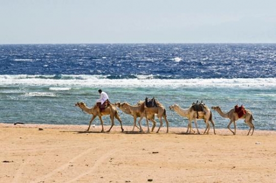 Camels by the Beach