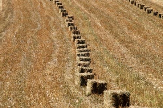 Harvest