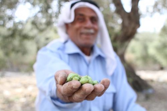 handful of olive