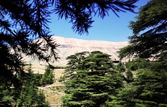 Arz View 