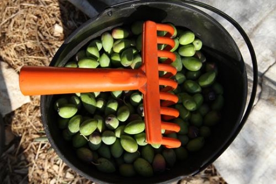 fresh olives