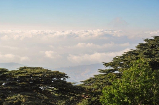 Cedars of Lebanon