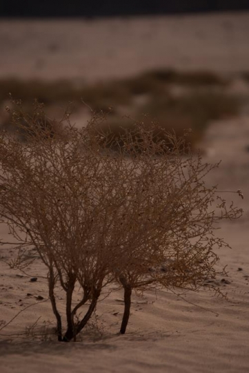 wadi rum desert,jordan