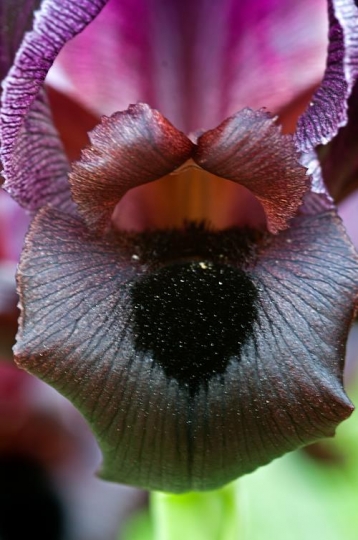 Purple Flowers