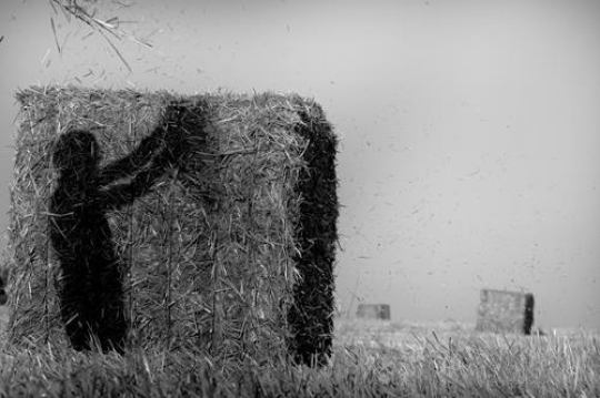 harvest season in palestine