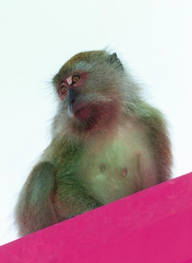 monkey in malaysia