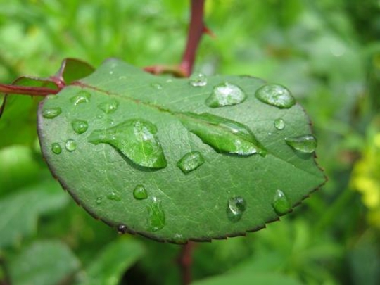 Water drops 