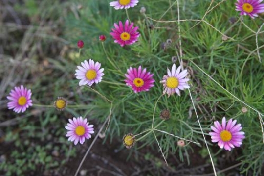 daisy flower