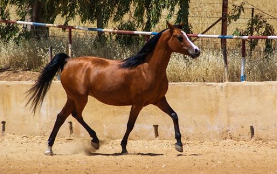 Arabic Horse 