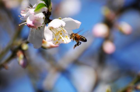Blossom and Bee