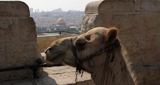Camel