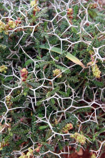 Thorny plants