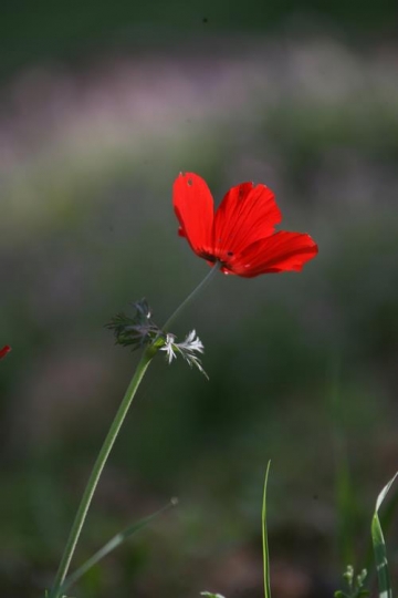  Anemone flower