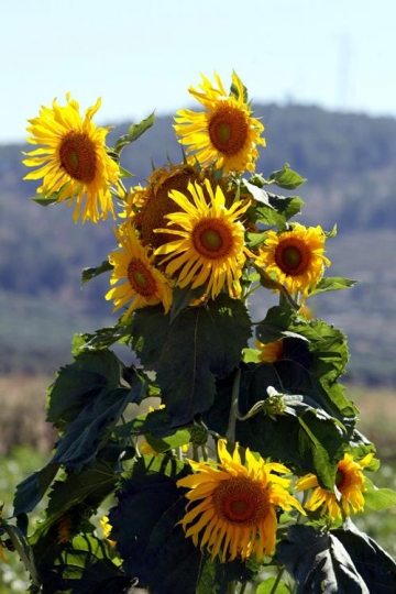 sunflowersy