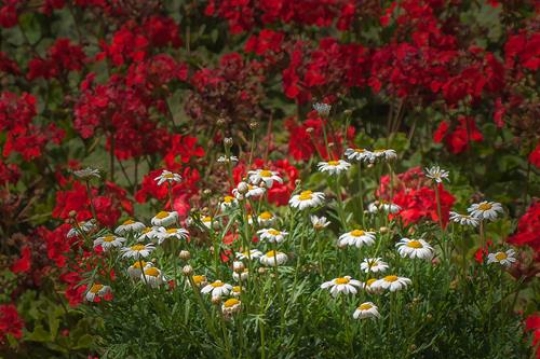 field of flowers