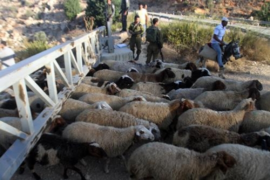 shepherd