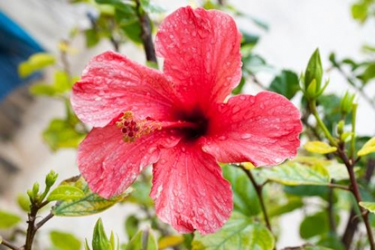 pink lilly  flower with water drops