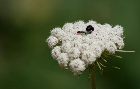 white flower with bugs on it
