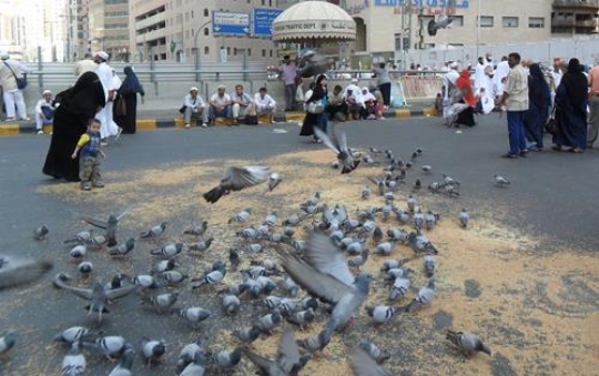 Swarm of pigeons in Mecca