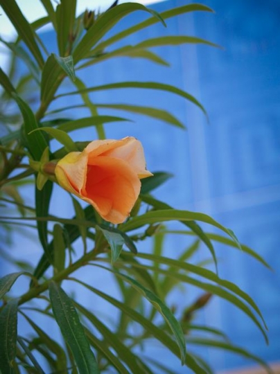 Pomegranate blossom