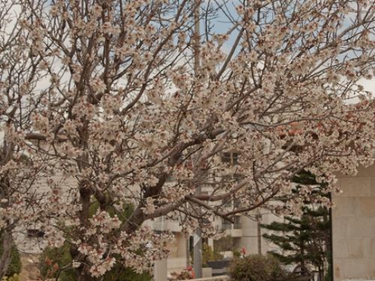 almond tree