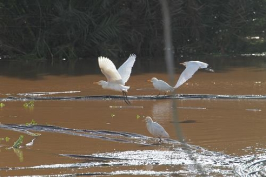 goosey