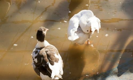 duck