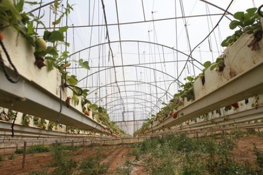 Greenhouses